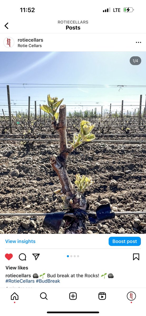 RotieCellars's tweet photo. 🪨🌱 Bud break at the Rocks! 🌱🪨 #RotieCellars #BudBreak https://t.co/y4CQPICUXL