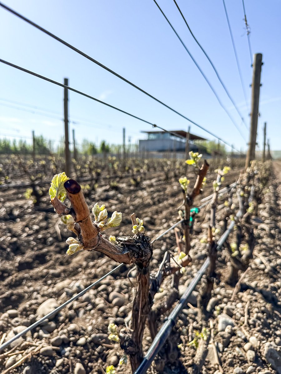 RotieCellars's tweet photo. 🪨🌱 Bud break at the Rocks! 🌱🪨 #RotieCellars #BudBreak https://t.co/y4CQPICUXL