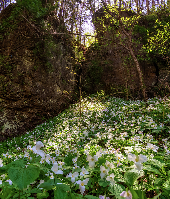 New artwork for sale! - "Trilliums in sunlight, Southern Ohio" - fineartamerica.com/featured/trill… @fineartamerica