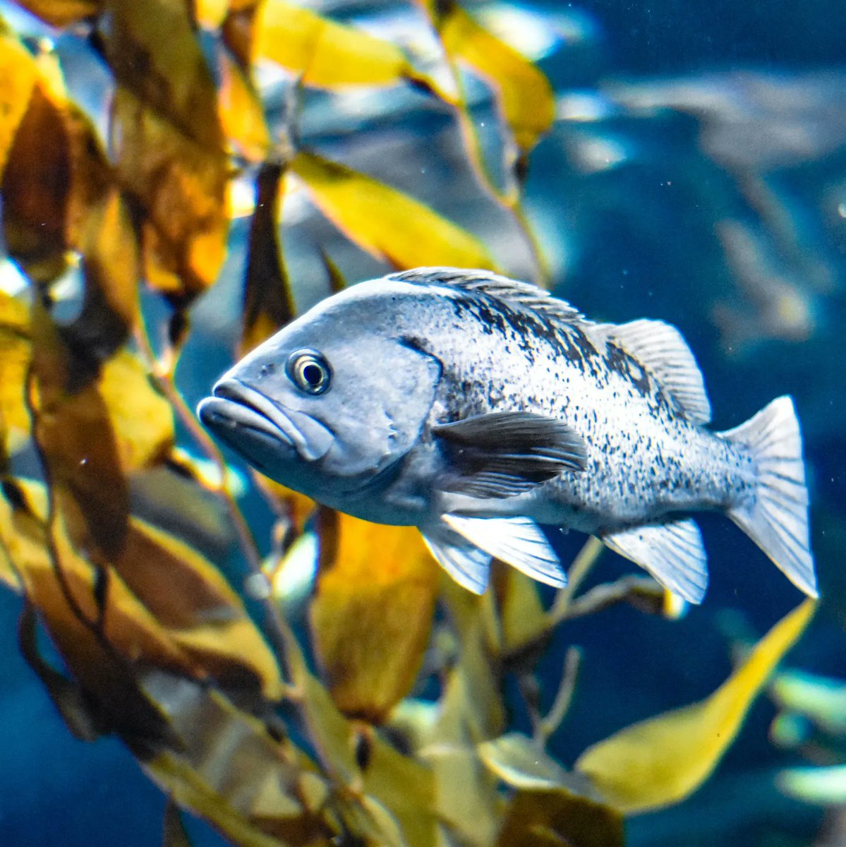 Could studying long-lived species unlock the key to human longevity? 🔑 

Researchers like Treaster et al. (2023) are comparing long-lived rockfish and human genomes to identify genetic targets linked to extended life spans: buff.ly/43Bk9l6 

#Longevity #AgingResearch