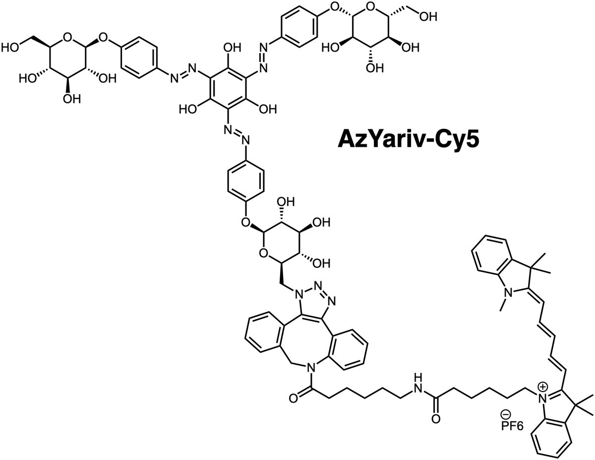 aetoumos's tweet photo. Turn the lights on! Excited to share a new preprint from the lab on a fluorescent derivative of the Yariv reagent for visualizing AGPs in plant cell walls - AzYariv-Cy5, a new #chemtwitter #glycotime tool for #plantbio @ChemRxiv  https://t.co/OZKyV3jAnj https://t.co/9mfWqAeebF