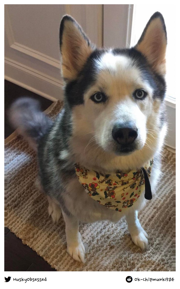 HuskyObsessed's tweet photo. Had to put our little man down today. Thanks for 11 years bub.
#husky #siberianhusky #huskylove https://t.co/5i8zxZku2s
