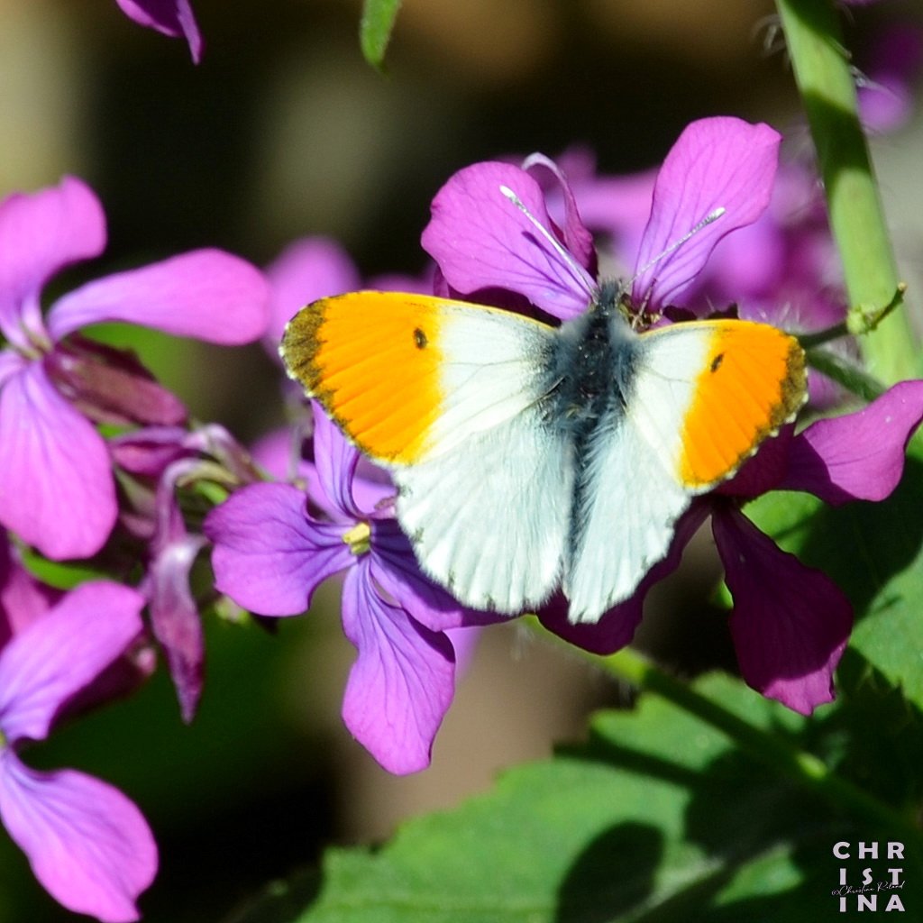 ChrRoland's tweet photo. #WeekVan het #oranjetipje https://t.co/2BXWOdVzIV