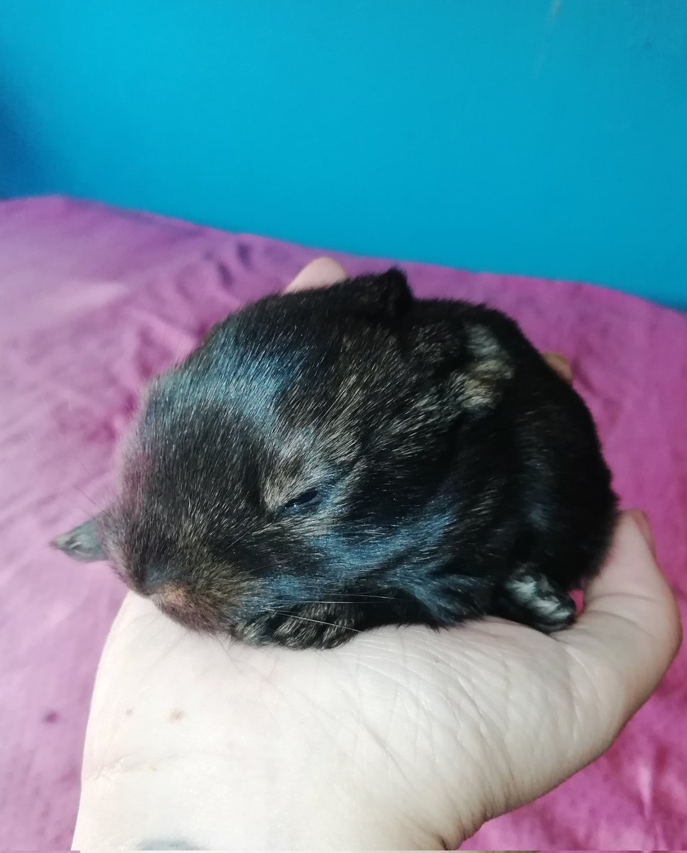 AndyBloom79's tweet photo. 15 días 🐰
#lionheadrabbit #conejocabezadeleon https://t.co/6cQmvnIefo