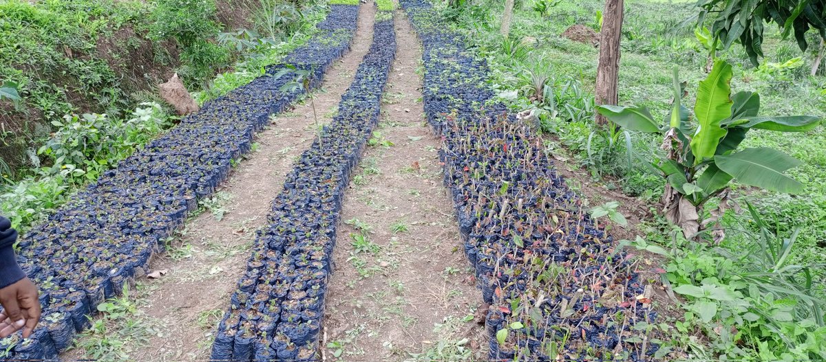 MwakisachiD's tweet photo. Join @chanikiwiti in the Taita Hills Reforestation Program.
@MasakaMadeda
#ChanikiwitiScouts
#Chanikiwitrees
#ProjectGreenHills https://t.co/zVxbCWXGk3