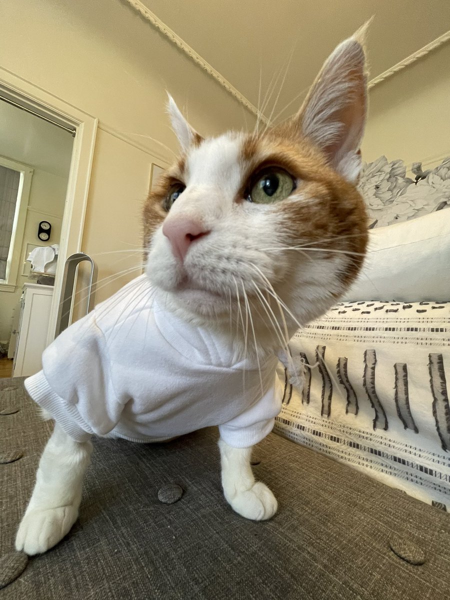 SqueakyMissD's tweet photo. THANK YOU SO MUCH @mouthntrousers
@ilikefugazi @OliviatheKitteh @WallyMeats!!!
I LOVE IT!!!🧡🧡
#Caturday💥
#Gingerlicious🧡
#CancerWarrior🤺
#FuckCancer🖕🏼
#CatsOfTwitter🐈 https://t.co/LtWZJnG0Th