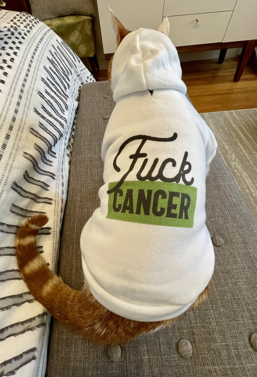 SqueakyMissD's tweet photo. THANK YOU SO MUCH @mouthntrousers
@ilikefugazi @OliviatheKitteh @WallyMeats!!!
I LOVE IT!!!🧡🧡
#Caturday💥
#Gingerlicious🧡
#CancerWarrior🤺
#FuckCancer🖕🏼
#CatsOfTwitter🐈 https://t.co/LtWZJnG0Th