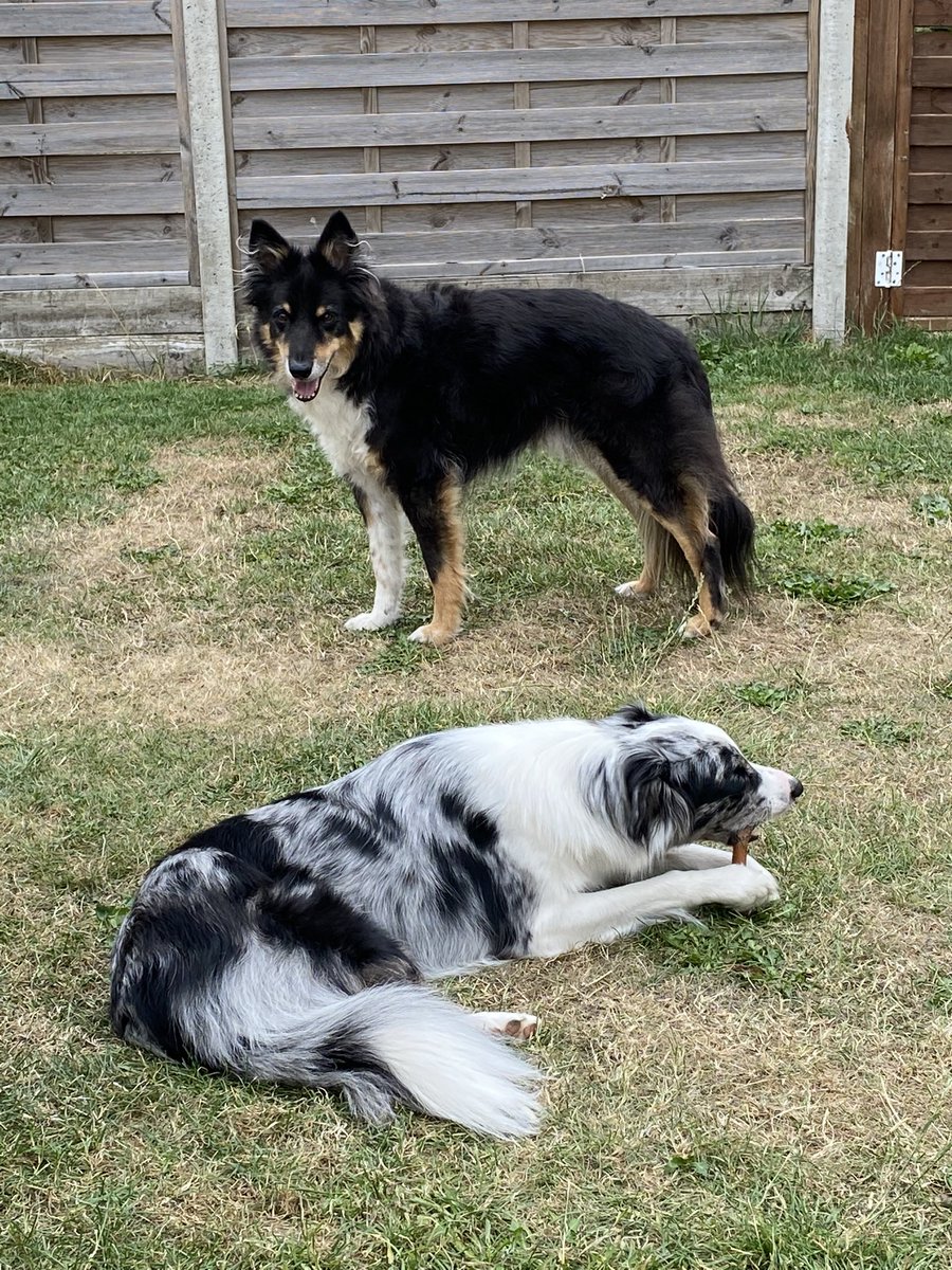 judy_6896's tweet photo. @GrahamH36921247 Looks so like my Alfie 🥰 https://t.co/p5sEeWPG40