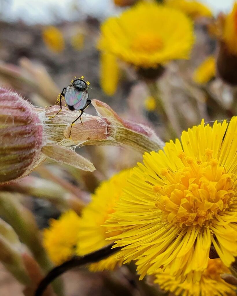 MatsEk's tweet photo. Våren är här med blommor och småkryp. 
#vårtecken #tussilago #fluga #småkryp #makro #mobilfoto #psykiatern https://t.co/RekIjWmYMZ https://t.co/9pgGxunPuF