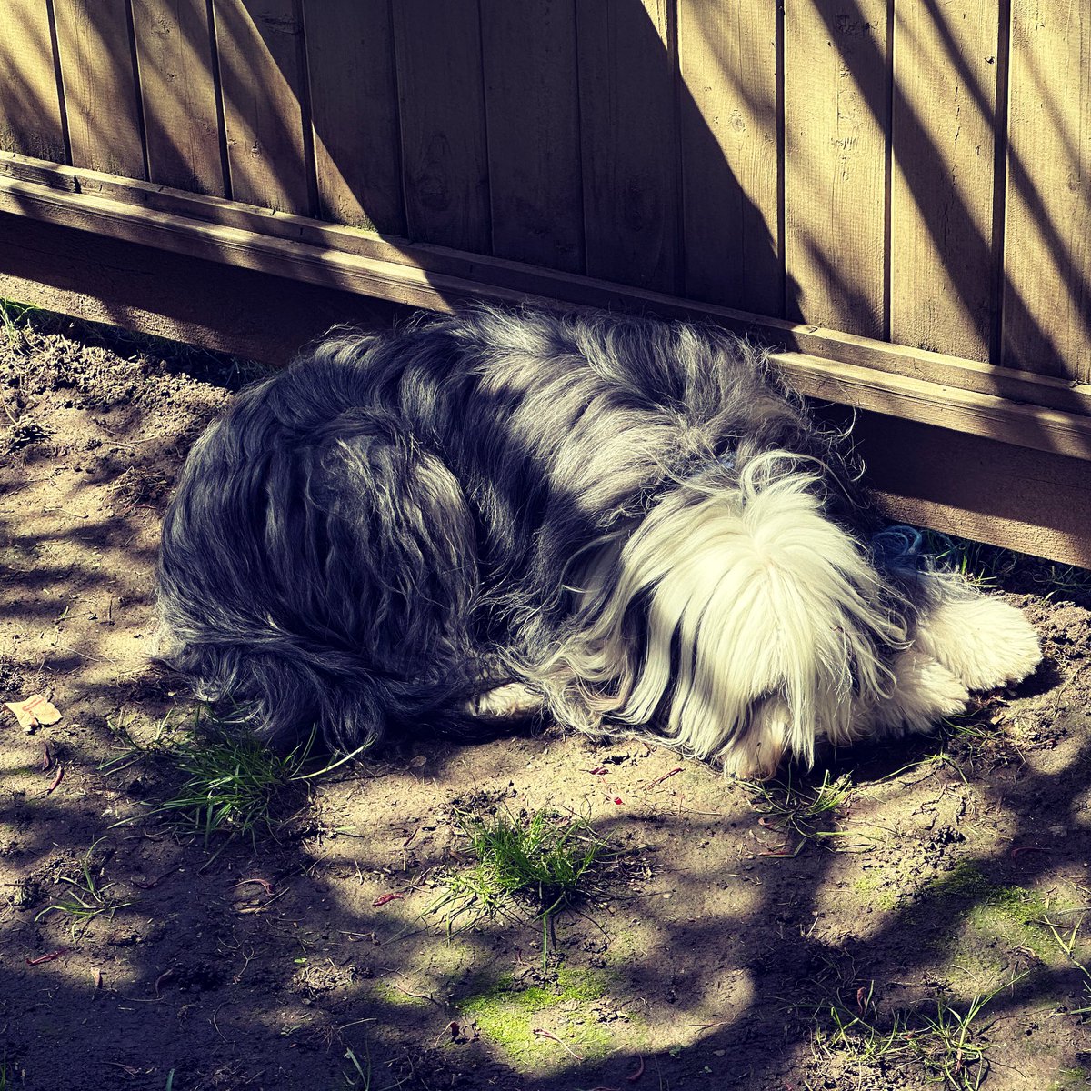 #Chisum the #beardedcollie catching some rays in the yard. He's very happy. 😀