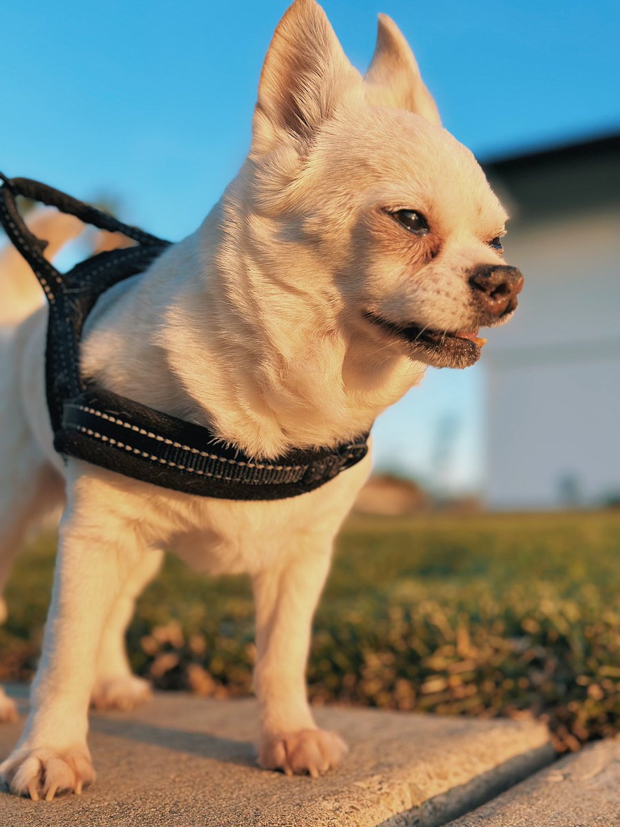 Live to sniff
Piss &amp; take a whiff
Schoolyard to edge’a cliff
‘Ever the scent may drift
Mauled a dog named Biff
Caused a lil’ rift
Came home smoked a spliff
Left my parents miffed
Fuck em they only feed me
I’m a stud why don’t you breed me
Big peepee best believe me
Suck it Pheobe