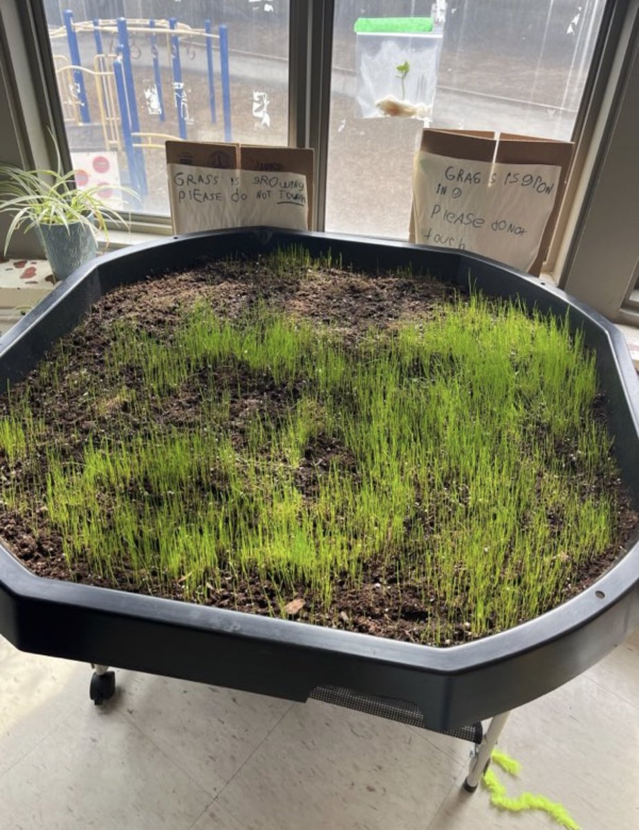 I spy more grass growing in our #tufftray! Students are excited! @tdsb @RolphRoadSchool @EarlyYearsTDSB @AHoward_tdsb @Frances_TDSB @Spectrum__Edu