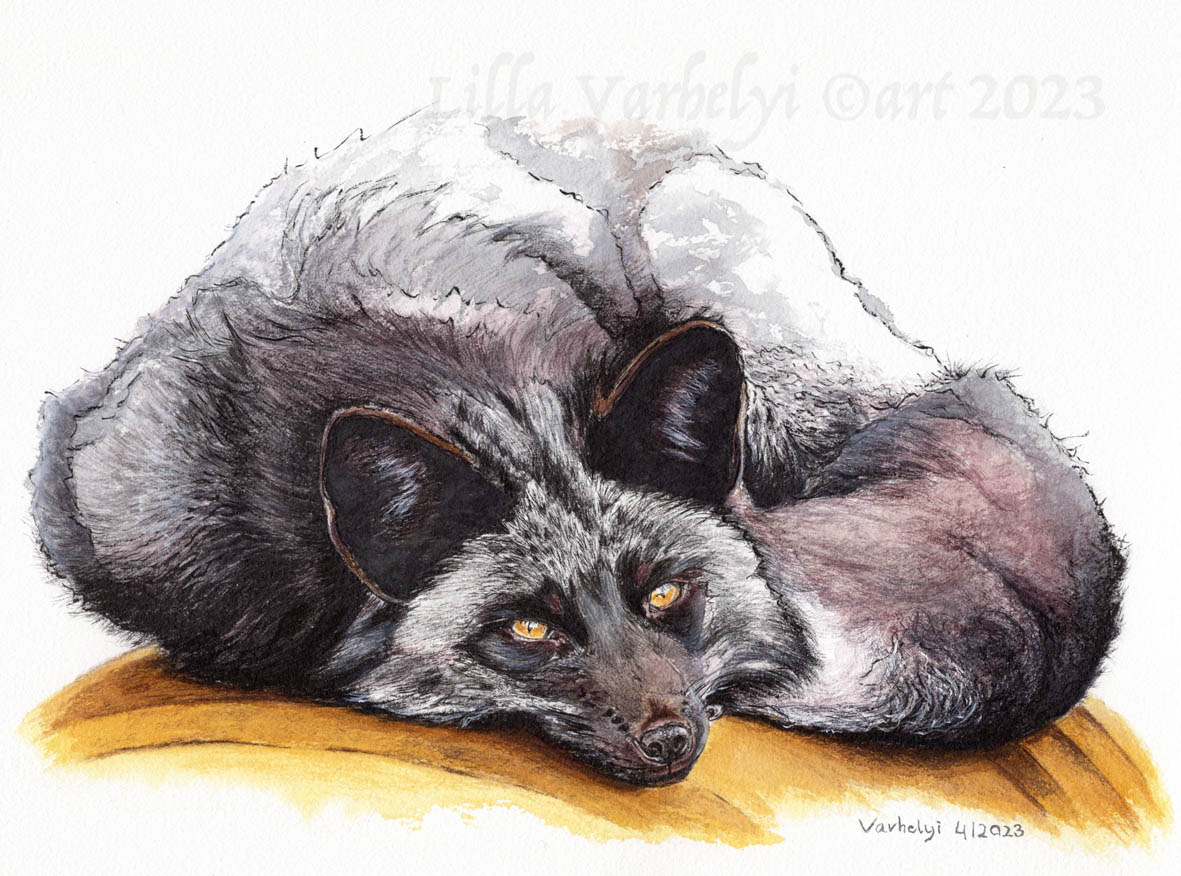 LillaVarhelyi's tweet photo. Fertig ist mein #Silberfuchs🦊😊
#inkpainting 31x23 For Sale , Preis auf Anfrage
#art #fox #wildlifeart #kleineKunstklasse #artforsale #wildlifedrawing #foxdrawing #zeichnen #fuchsliebe #fuchs #originaldrawing #kunstkaufen #drawing #zeichnung #artwork #wildtierzeichnung #foxart https://t.co/S5m1yGh5LT