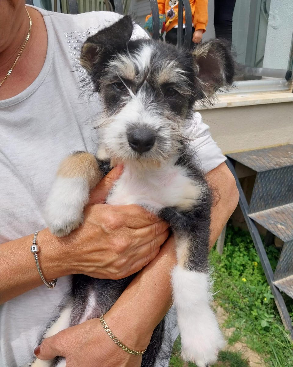 ANTALYA 3,5 aylık Terrier melezi,dişi,2 kardeşinin çok güzel ailesi oldu ama çocuk hala geçici yuvada.Artık kalıcı ailesine kavuşmak istiyor.Çok akıllı, sakin bir çocuk, ama şansı bir türlü gülmedi. 

İletişim instagram @serikpatilidunya

#SokakHayvanları #köpek