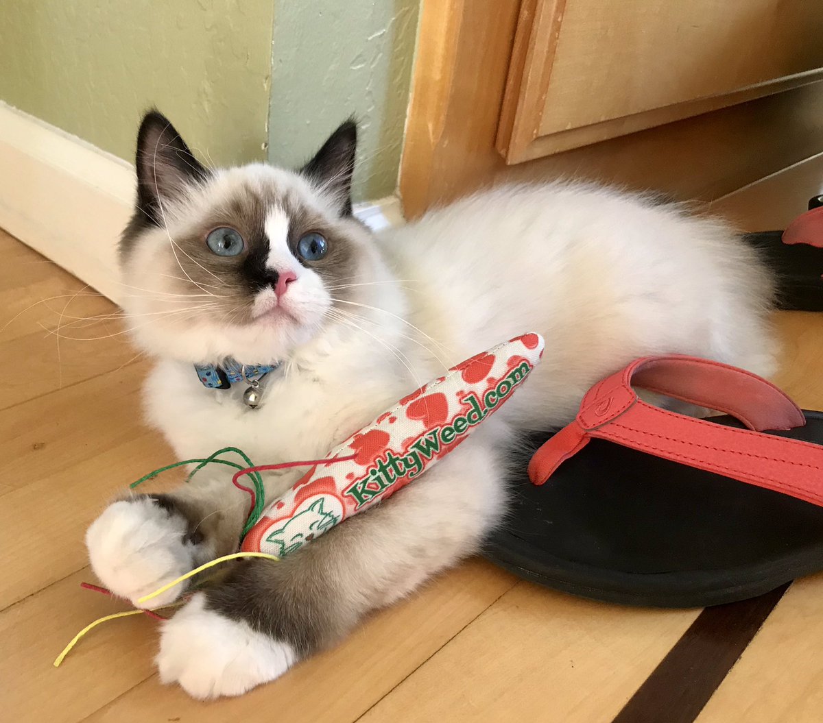kittyweedcatnip's tweet image. KittyWeed Organic &amp;amp; Kosher, handmade catnip toys! Meowza!