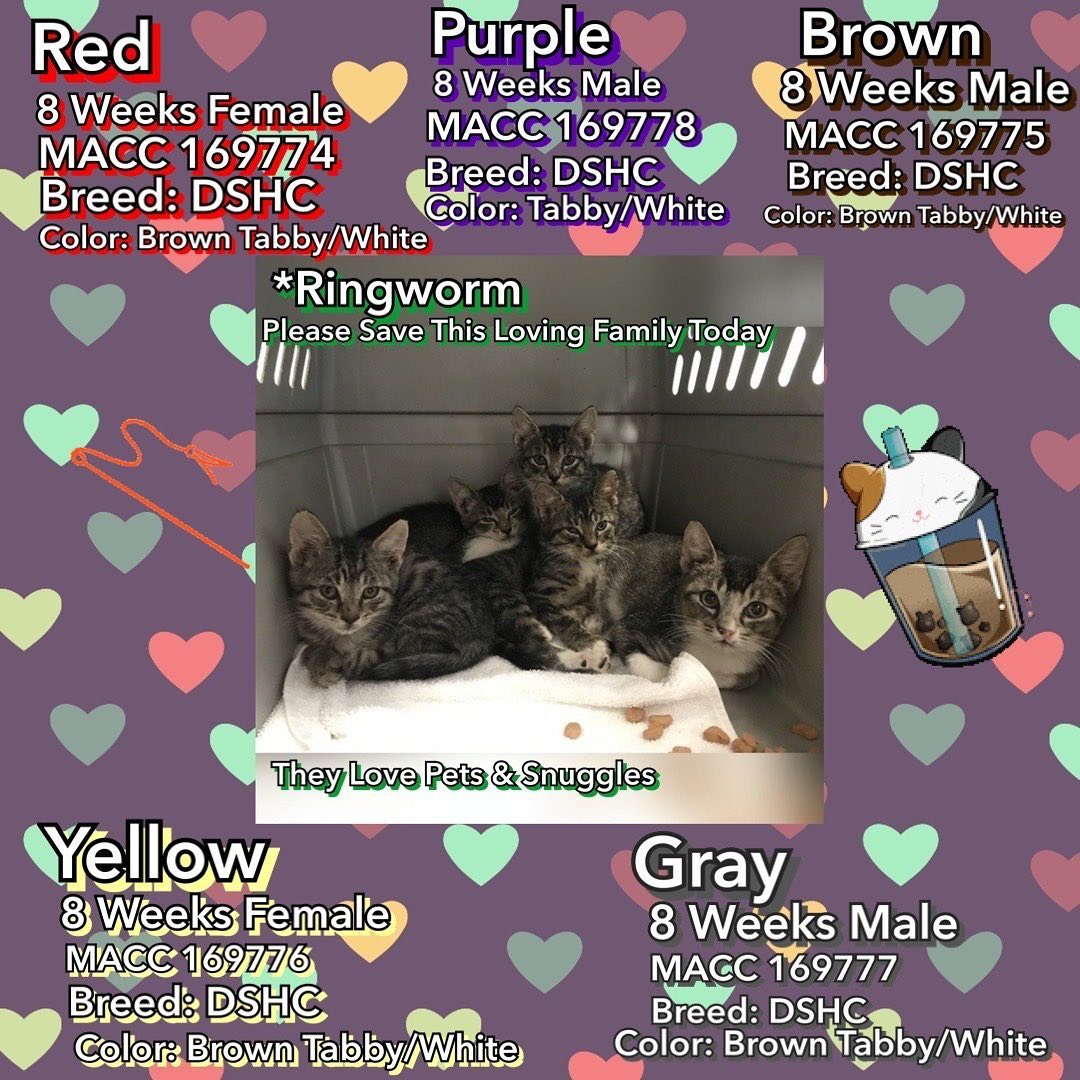 LOVE_CATS_ONE's tweet photo. Purple 🐈
Brown 🐈
Yellow 🐈
Gray 🐈
Red 🐈
are 5 cats of 8 weeks old 😿😿😿😿😿 who have RINGWORM 🚨 NEED RESCUE 🚨🙏

Please help these babies 🆘🆘🆘🆘🆘🆘🆘🆘
RT or pledge if you can @sachikoko 🙏

https://t.co/kuhDR6dTHb https://t.co/zCf4fwFA6C