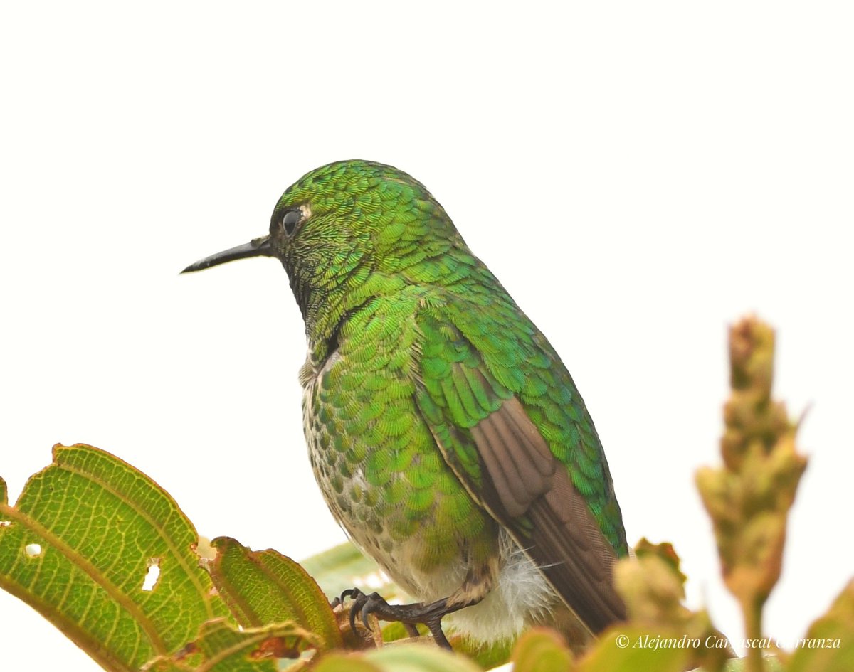 Alejandro781101's tweet photo. Green-tailed Trainbearer 
(Lesbia nuna)
Colibrí colilargo menor

© Alejandro Carrascal Carranza 

Bosques montanos de Chota Alta, Chetilla, Cajamarca- Perú. https://t.co/ksrMMHYsBv