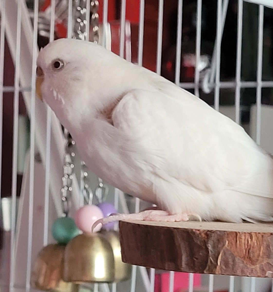 feather_babies's tweet photo. A poster fell down off the wall. She's been like this ever since 😂 https://t.co/pOGYC0luZu