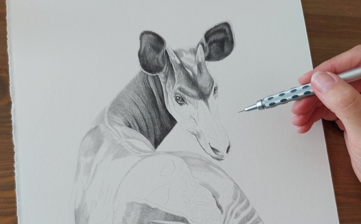 Okapi progress....
#Newdrawing #progress #art