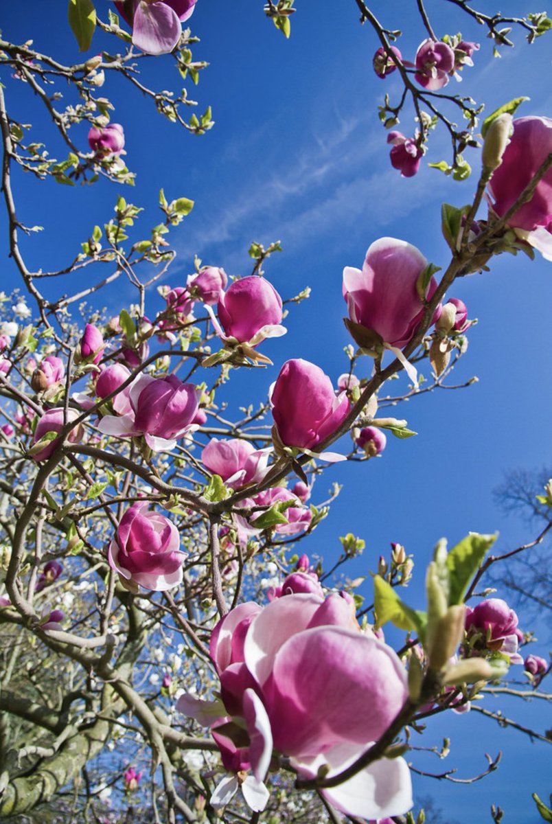 I 😍 magnolia blossom - especially in the sunshine ☀️ and blue skies #BlossomWatchComp #nationaltrust #blossom #BlossomWatch #spring #SpringBreak2023 #magnolia