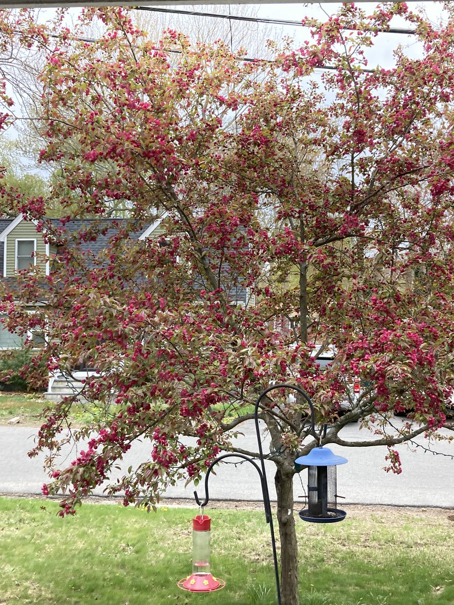 SueMo428dog's tweet photo. Tree is blooming. #Thanksmomanddad #tree_planters https://t.co/vBPzOxPlC4