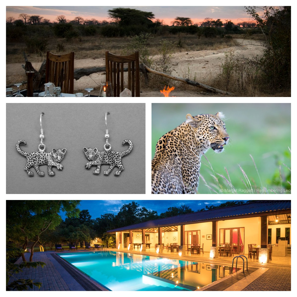 It’s the last 12 hours of the Remembering Leopards Kickstarter and with some amazing rewards still up for grabs, including the book, safaris, jewellery and prints, you won’t want to miss out! It closes today at 8pm BST. PLEDGE HERE: bit.ly/40rwdCY