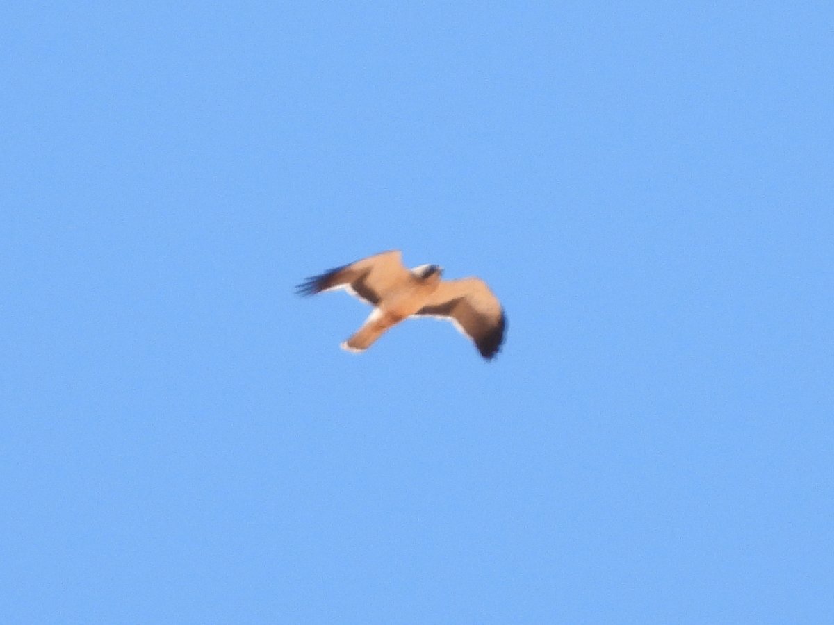 BobbysBirdDex's tweet photo. #582 Booted Eagle (Hieraaetus pennatus)
Klein Karoo #WesternCape #SouthAfrica #Africa
Blurd of the week! These beautiful birds have special feathers around their feet. You can see that fine detail here😂🤣
#birds #birding #birdphotography #birdoftheday #blurd #eagle #birdofprey https://t.co/ExPLqVJCrR
