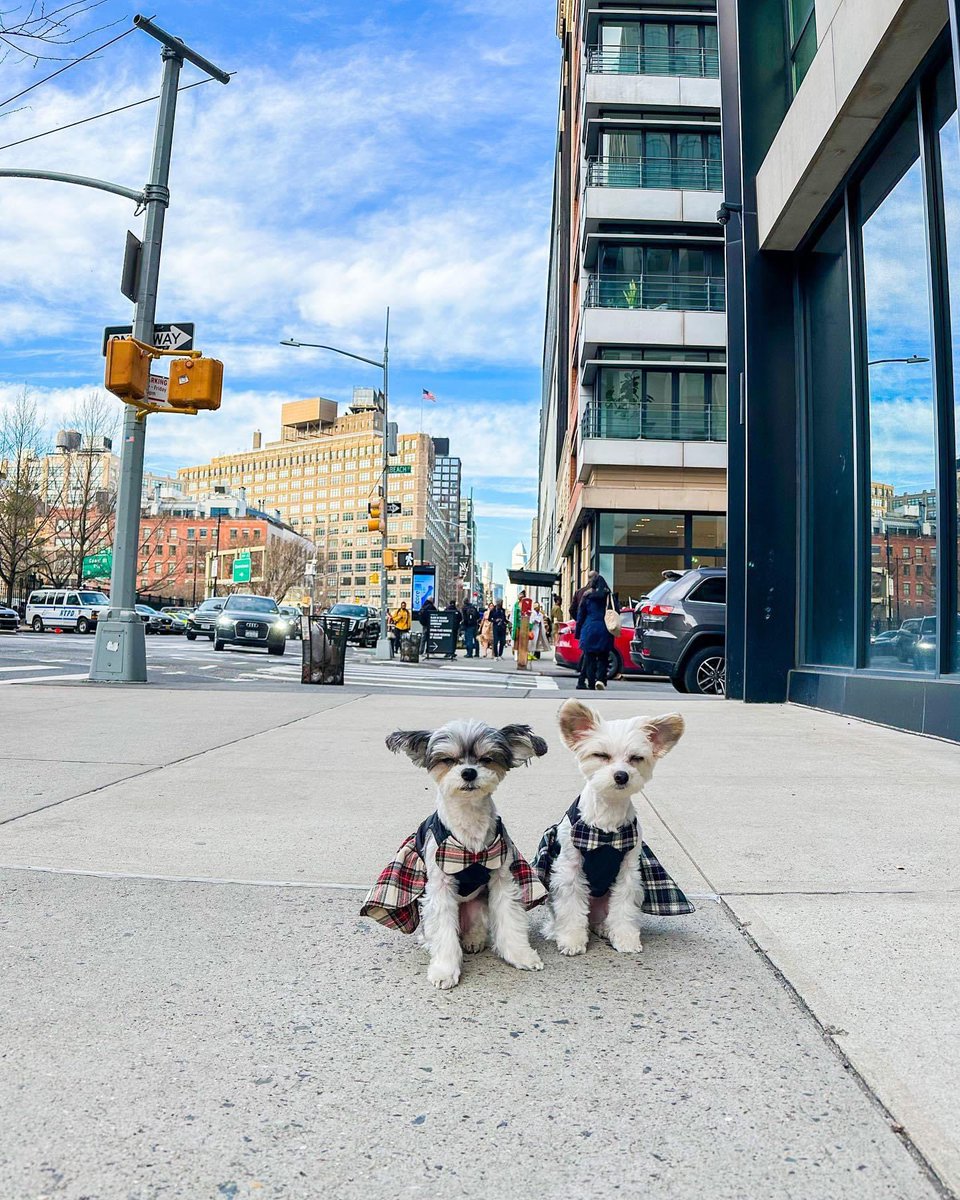 TINKERBELLEadog's tweet image. “If you saw us in nyc, would you stop and say hi???” - Tinkerbelle &amp;amp; Belle 🗽✨🐶
.
.
.
#dogsofnyc #famousdogs #newyorkcitydogs #cutenessoverload #nycdogs #pupfluencer