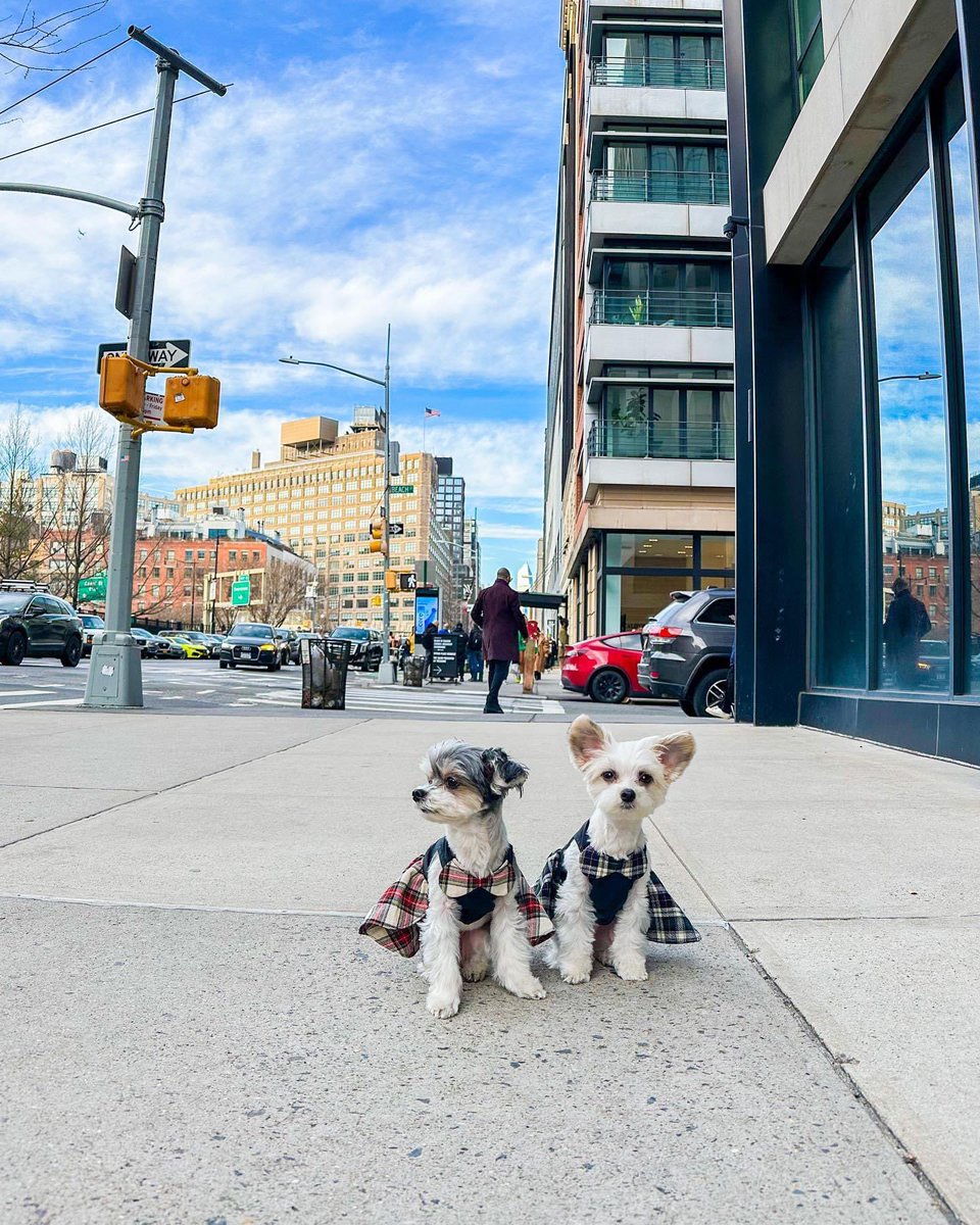 TINKERBELLEadog's tweet image. “If you saw us in nyc, would you stop and say hi???” - Tinkerbelle &amp;amp; Belle 🗽✨🐶
.
.
.
#dogsofnyc #famousdogs #newyorkcitydogs #cutenessoverload #nycdogs #pupfluencer