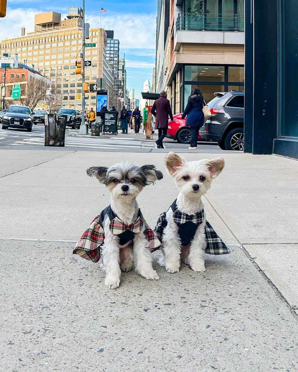 TINKERBELLEadog's tweet image. “If you saw us in nyc, would you stop and say hi???” - Tinkerbelle &amp;amp; Belle 🗽✨🐶
.
.
.
#dogsofnyc #famousdogs #newyorkcitydogs #cutenessoverload #nycdogs #pupfluencer