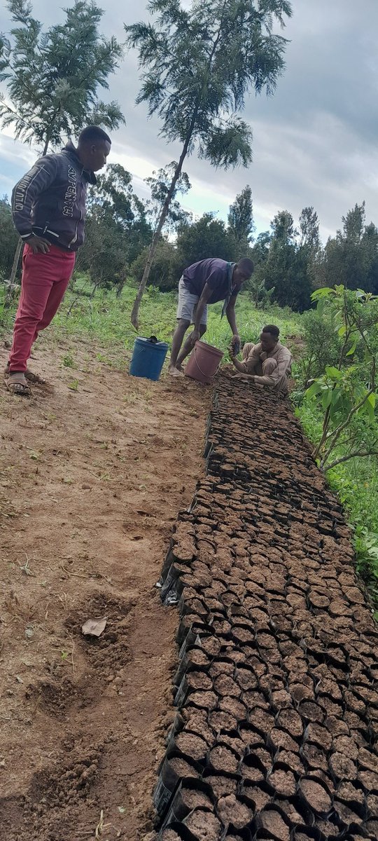 MasakaMadeda's tweet photo. #ChanikiwitiScouts on the quest for a greener Kenya.

#Chanikiwitrees
#ProjectGreenHills https://t.co/gvUgaEzlfL