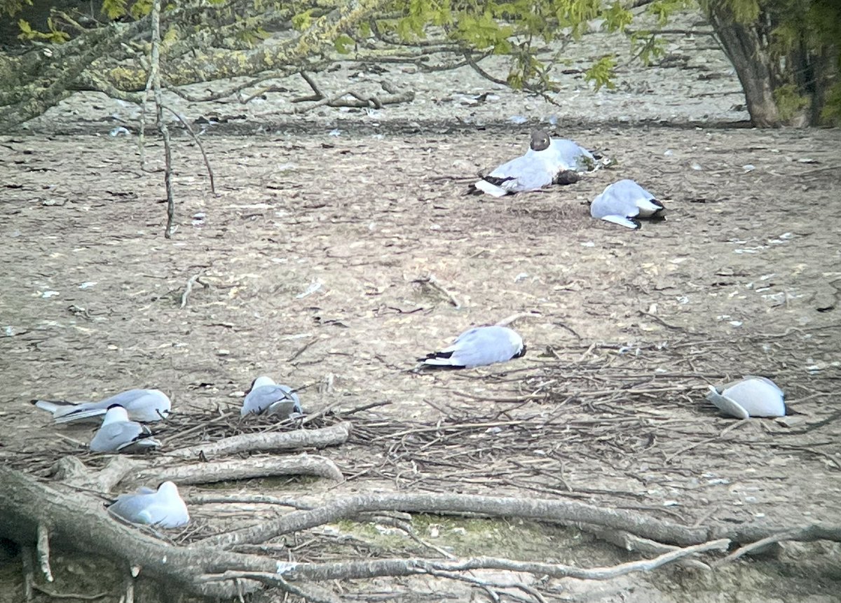 Tragic scenes of Avian Influenza / Bird flu in a mid Wales Black headed Gull colony near Welshpool. Vibrant and noisy only a week ago and today dead and dying birds littering the colony. So so sad. Feeling helpless ☹️