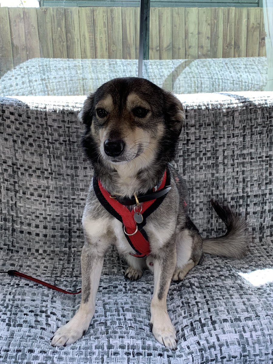 Bloobells in da woods an a cuppa in Barry campervan 🐾🐕🐾