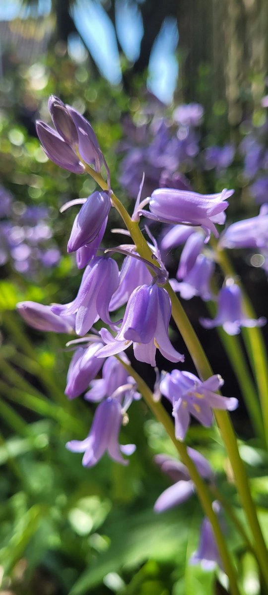 Beautiful Bluebells in the garden sun.
 Such a wonderful shade of purple calming and relaxing to see. swaying in the breeze. The spring sun poking through the background.
They are in abundance this year.

#Bluebells  #wildflowers #englishgarden  #visitessex #essexwildlife #wild