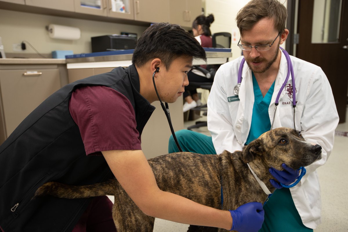 TAMU's tweet photo. Happy #WorldVeterinaryDay to our amazing Aggie veterinarians studying, teaching, &amp; researching at @tamuvetmed, and serving communities around the world!

#TAMUVetMed was recently ranked No. 11 in the world and 6th in the U.S!  https://t.co/2KMiYNCYOr https://t.co/fmDEjGCRv2