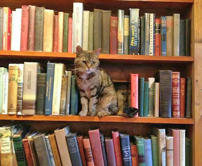LorenzoTheCat's tweet image. Agatha, the resident cat at Shakespeare &amp;amp; Company in Paris, wants to remind everyone that today is Independent Bookstore Day. Now, go buy some books. Especially banned books.