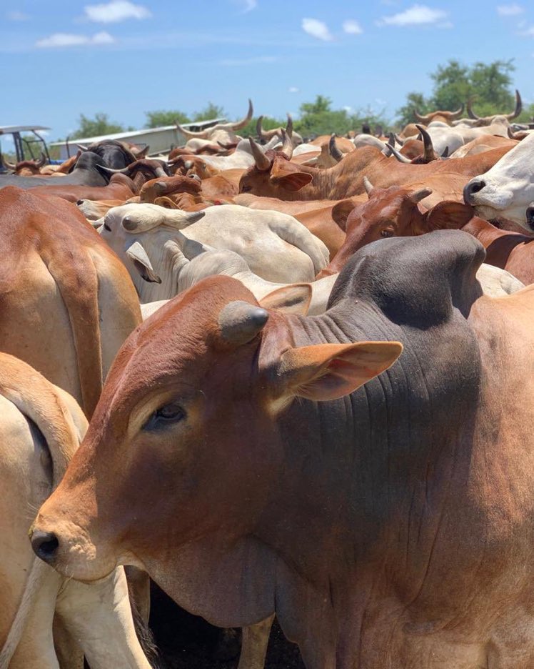 ModernAgUpdates's tweet image. Are you interested in cattle farming? Retweet if you are!