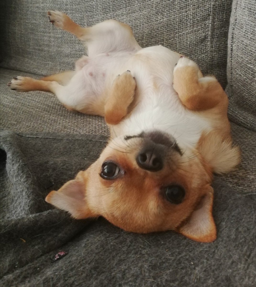 Nieuwe spoed aanmelding: Coco

Geslacht: Teef
Leeftijd: 3 jaar
Locatie: Zoetermeer, Zuid-Holland (NL)

Link: herplaatsing-huisdieren.nl/huisdier_bekij…