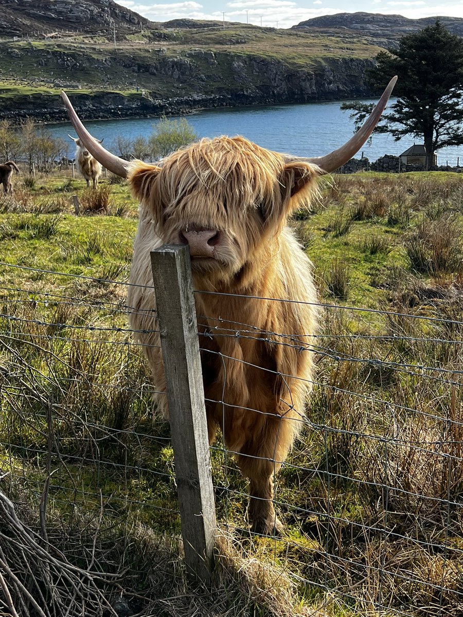 Mandyj72's tweet image. Got to love a highland cow 🐮