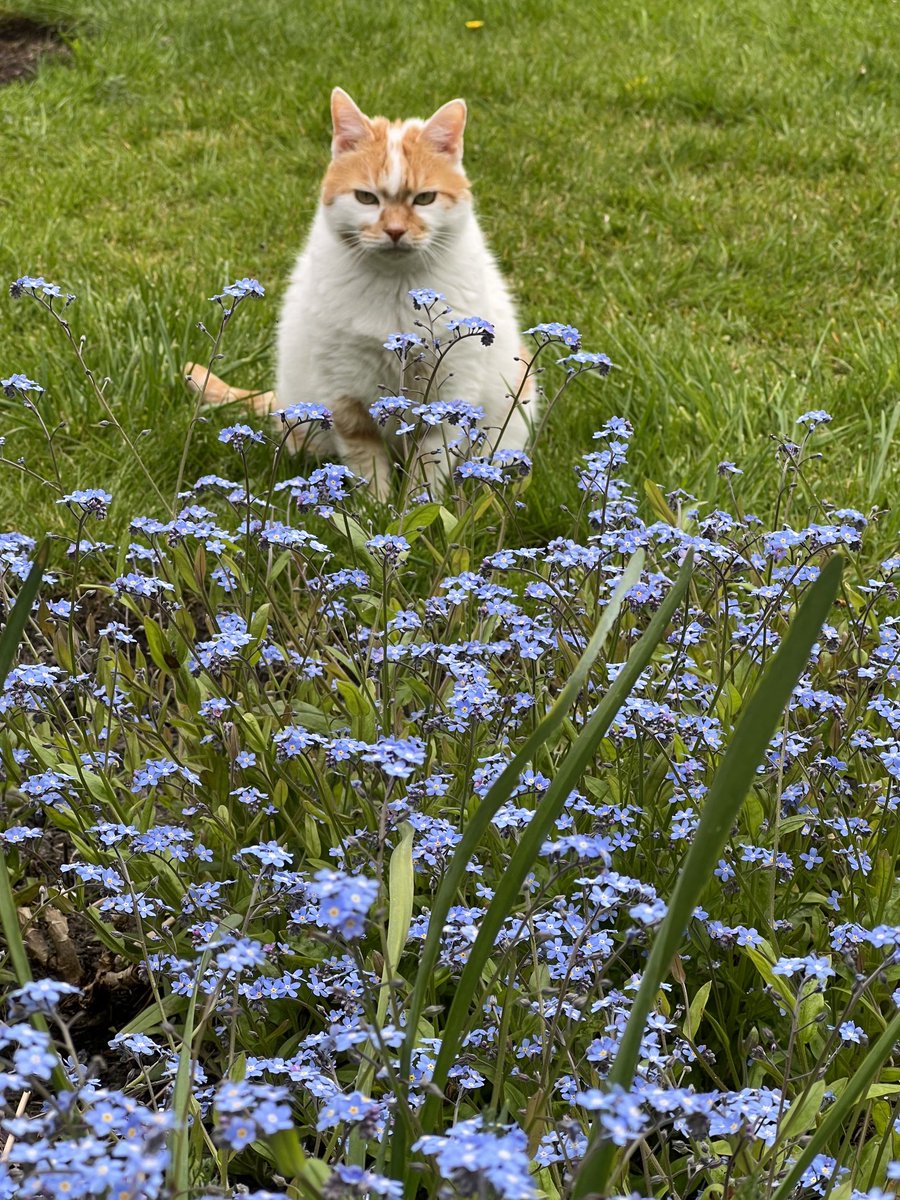 A forget-me-not focused #Hedgewatch in my garden today! #Catsoftwitter