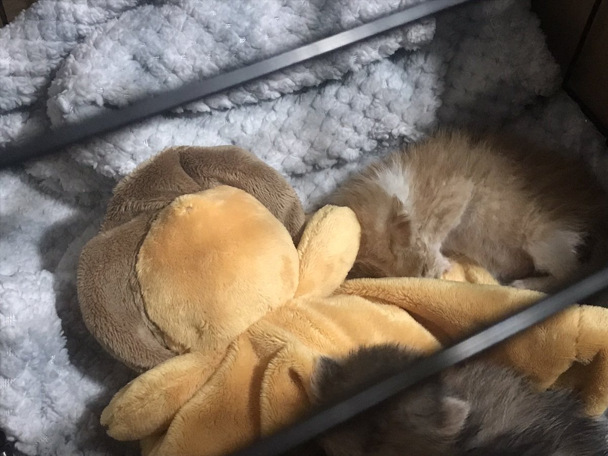 Garbonzo is improving! His UTI is already stating to visibly clear a little and he’s very wiggly and alert. 
I got him a lion stuffy to remind him how big and strong he is. It’s his new favorite thing 🧡