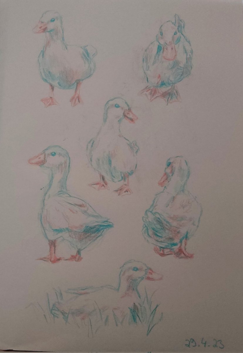 Alonia2O's tweet photo. Heute ganz viele Enten :) mal was simples. Hab sehr viel Spaß dran gehabt :D und vielleicht male ich gerade noch ein paar mehr 😄 https://t.co/rLM2vOM8EP
