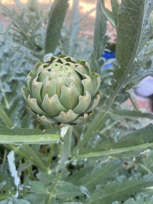 Gardening update! My artichoke loved all the rain, he&rsquo;s 5&rdquo; tall this year and already has 9 chonkers<a href="/tag/pokemongo"class="tags"><span>#pokemongo</span></a>