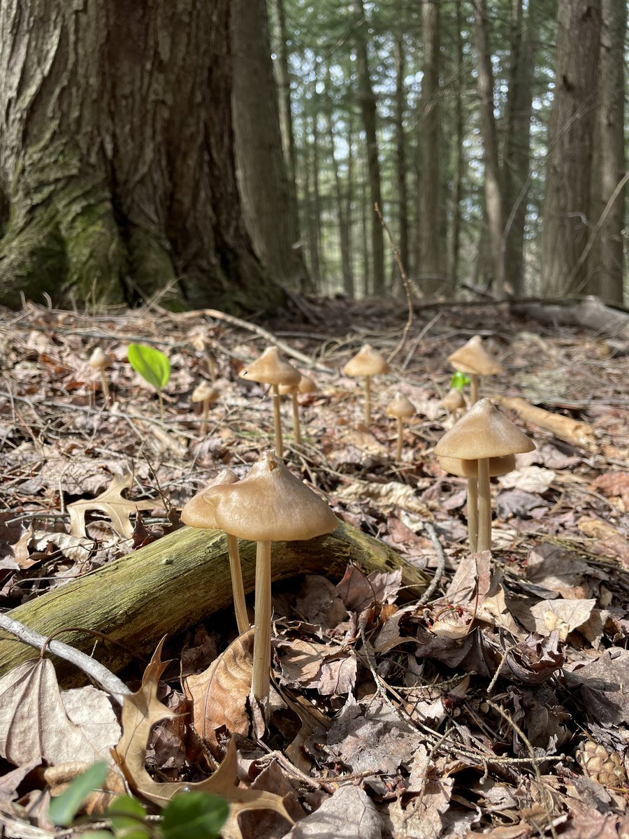 EvanRRoss's tweet photo. spring views at @AmherstCollege Sanctuary https://t.co/VA0L2LIdAy