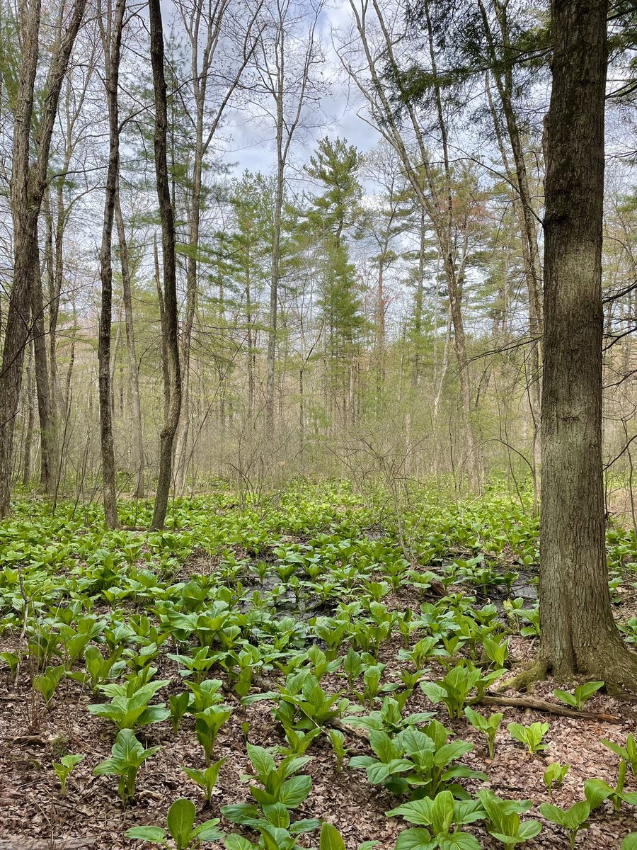 EvanRRoss's tweet photo. spring views at @AmherstCollege Sanctuary https://t.co/VA0L2LIdAy