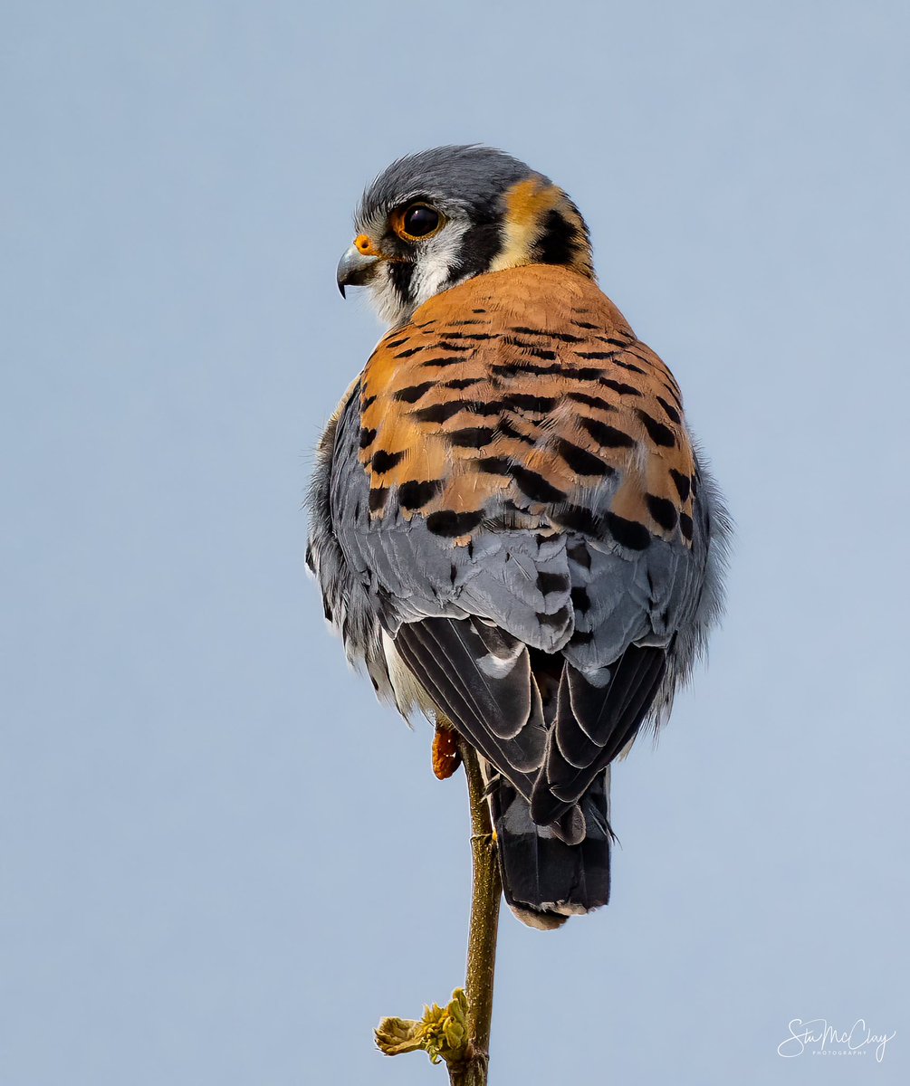 American Kestrel. Smallest member of the falcon family. #BirdsOfTwitter