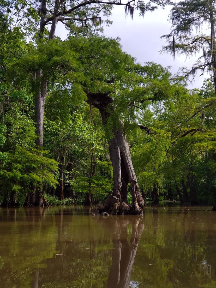 Photo of an interesting tree taken along the Scatterman Paddling Trail in Beaumont, Texas. The trail begins and ends at the LNVA Saltwater Barrier boat ramp, located at the end of Bigner Road in Beaumont. @visitbeaumonttx

📸 by Sabrina West