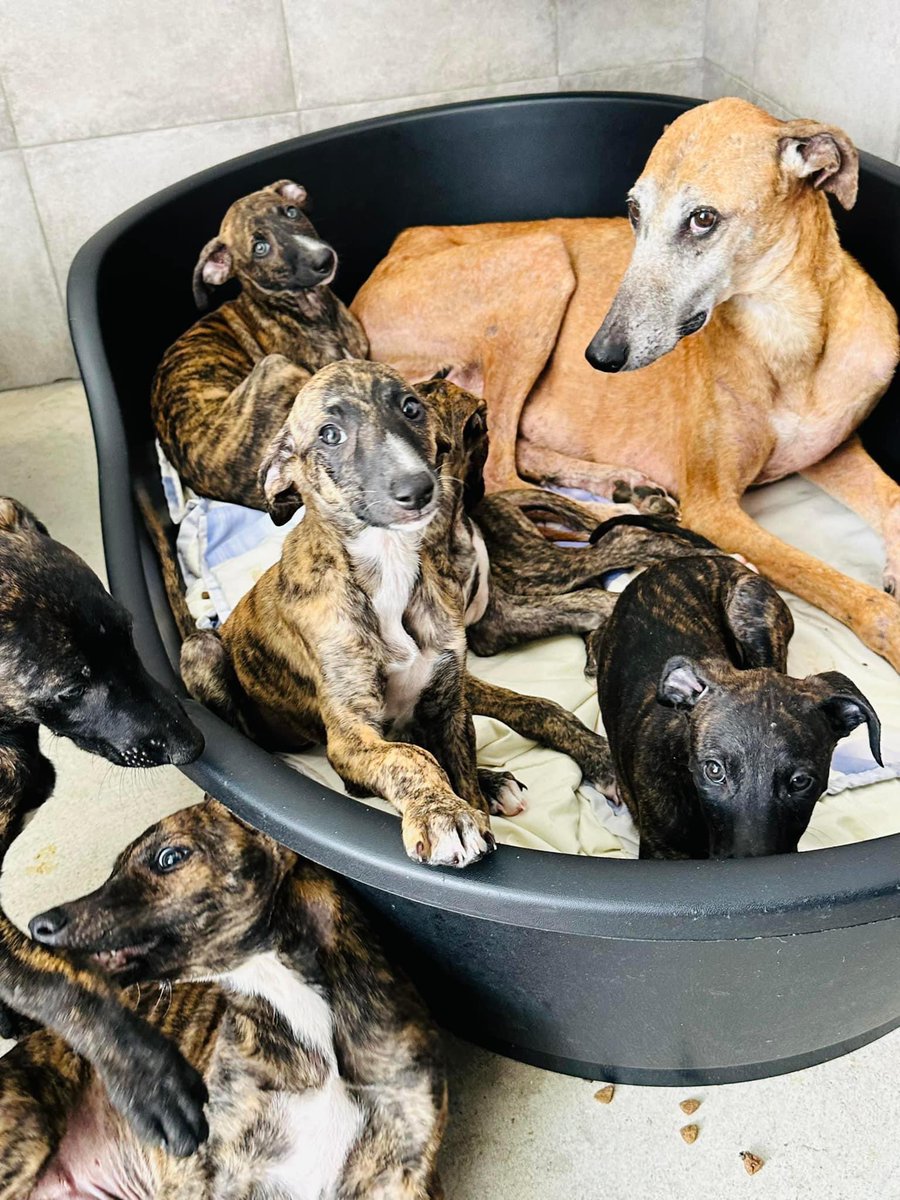 GalgosdelSol's tweet photo. Bo gives us the special side eye signal… it’s nearly time for this lot to leave home!!!! https://t.co/cPvWIAoF3j