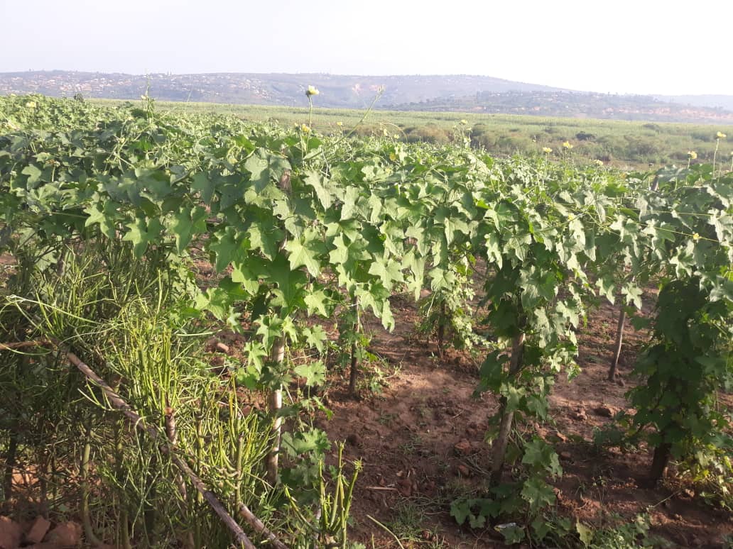 #HomeGrownSolution with #ICYangweRwanda #EcoFriendly loofahs manufacture.
We are harvesting 8,000 cucurbit on our <a href="/Nyarugenge/">Nyarugenge District</a> 2 ha land to produce #ZeroWaste exfoliating body sponge and dishwashing sponge. check our #ecommerce page for more rwandamart.rw/store/icyangwe…