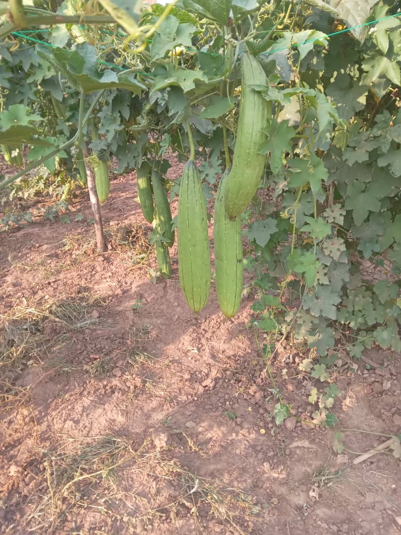 icyangwerwanda's tweet photo. #HomeGrownSolution with #ICYangweRwanda #EcoFriendly loofahs manufacture.
We are harvesting 8,000 cucurbit on our @Nyarugenge 2 ha land to produce #ZeroWaste exfoliating body sponge and dishwashing sponge. check our #ecommerce page for more https://t.co/fzG4AW2ntS https://t.co/Up0pOJdCxU